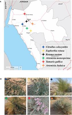 The Bio-herbicidal potential of some wild plants with allelopathic effects from Tabuk Region on selected local weed species